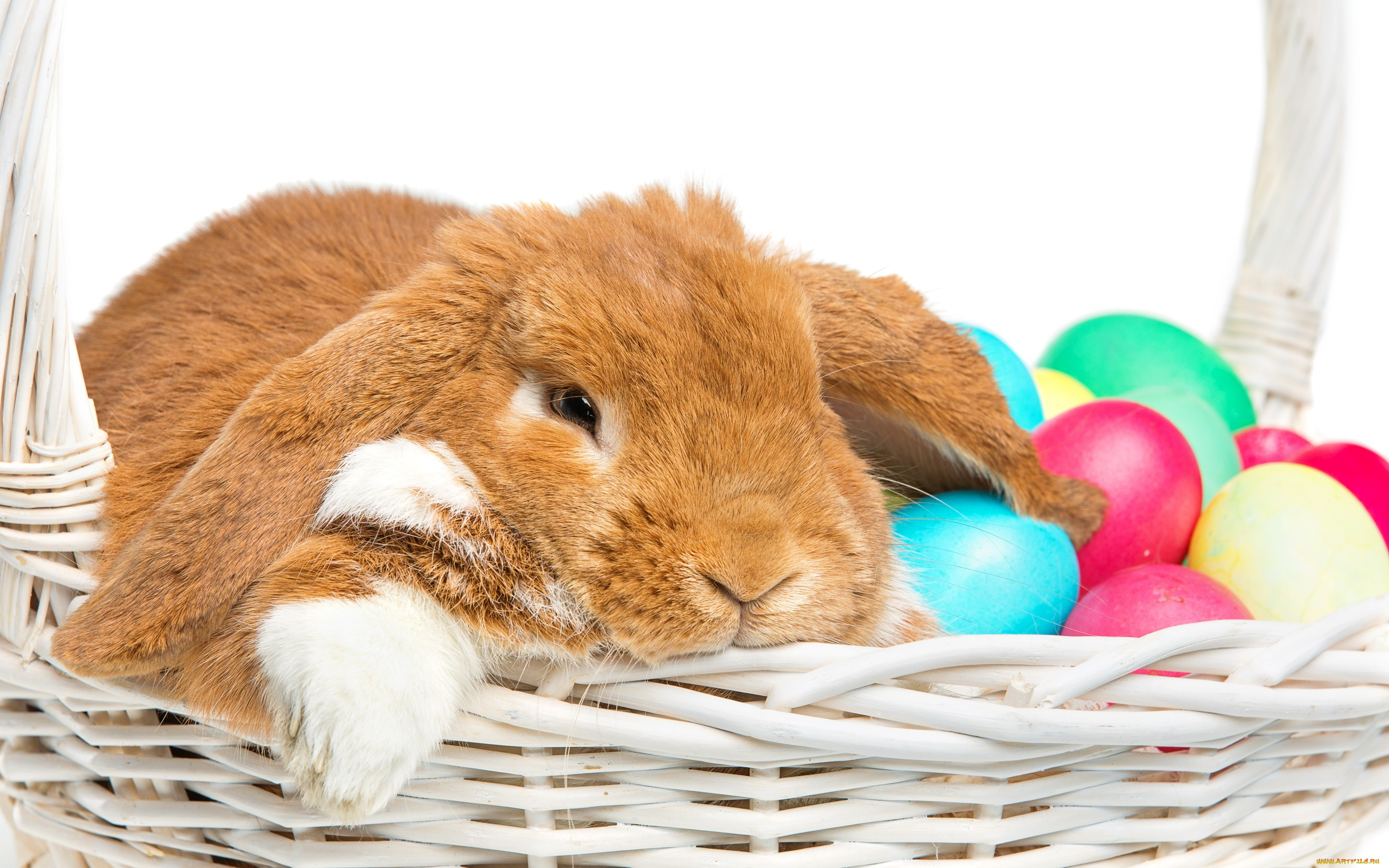 , ,  , happy, , eggs, spring, , , rabbit